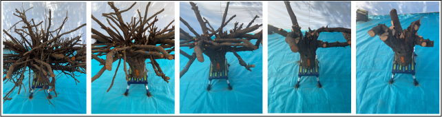 Five-frame sequence of a tangled rootball suspended over turquoise sheets.