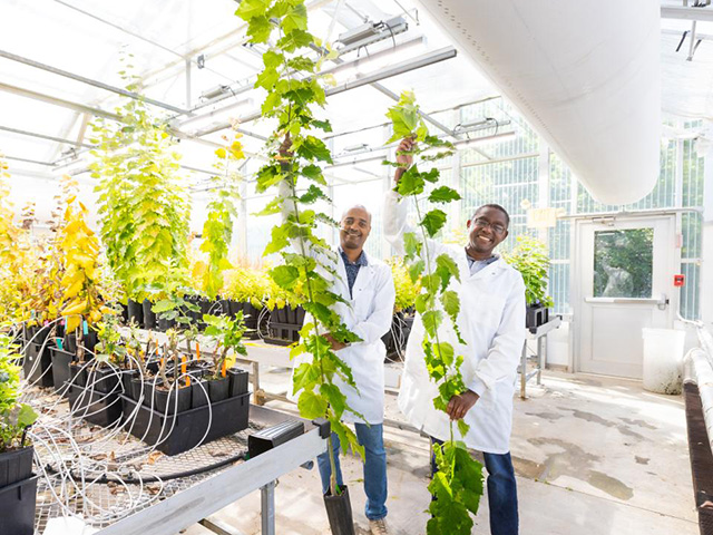 Two men in a white room holding tall, skinny bushy trees.
