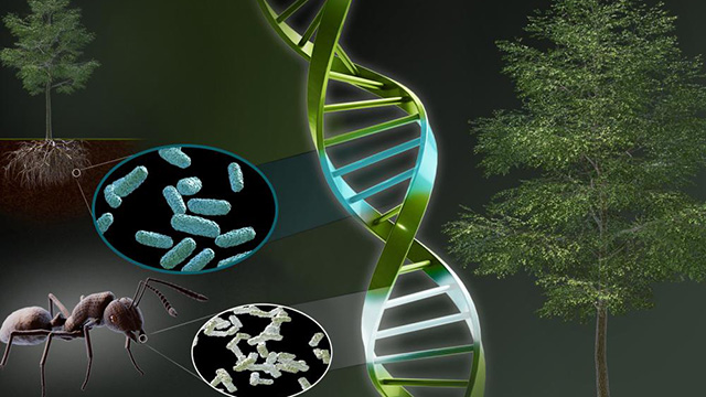 An illustration including an ant, bacteria, tree roots and a tree.