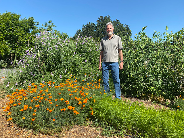 Gray-haired, bearded man standing in sunny garden beside low orange poppies and tall green shrubs and fruit trees nearby. UC Davis Department of Plant Sciences