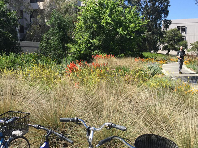 Levels of different plants from foreground to background. The bunchgrass has slender, spiky, gray-green leaves.