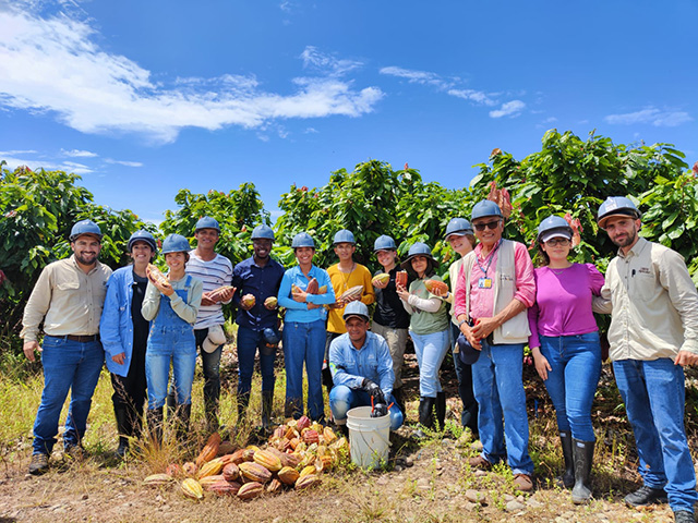 Young people in a field of tall plants, with a pile of big cone-like objects.