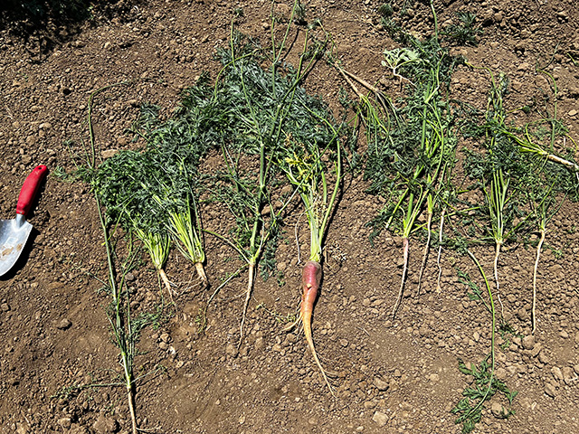 strange-looking, skinny carrot-like vegetables, but they're white or very pale orange