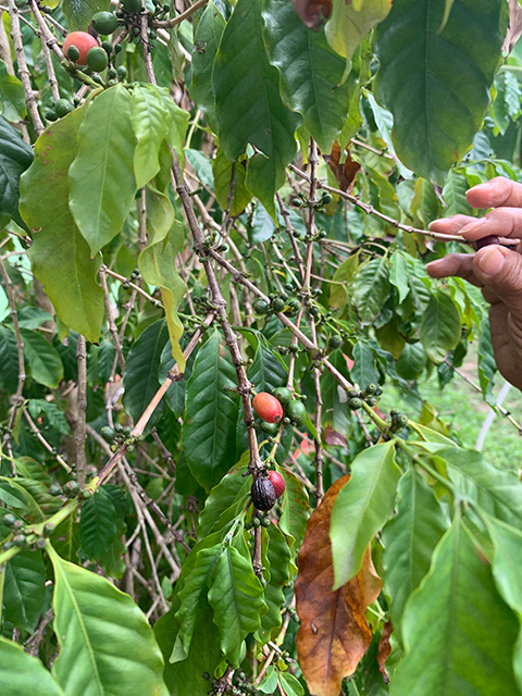 Hand harvesting ripe red and green coffee cherries on leafy coffee plant