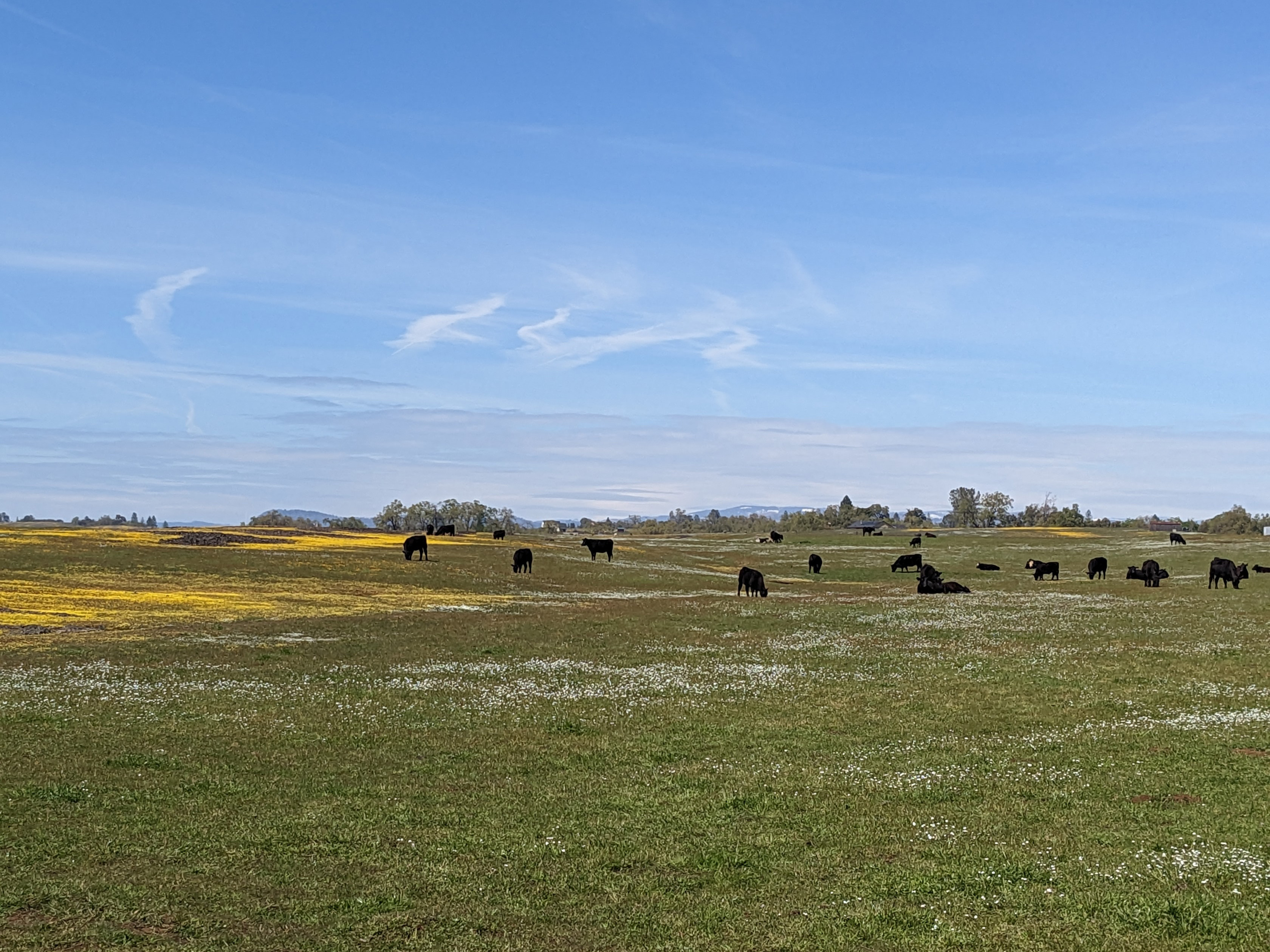 Cattle grazing in a lush green field with yellow flowers and blue sky.