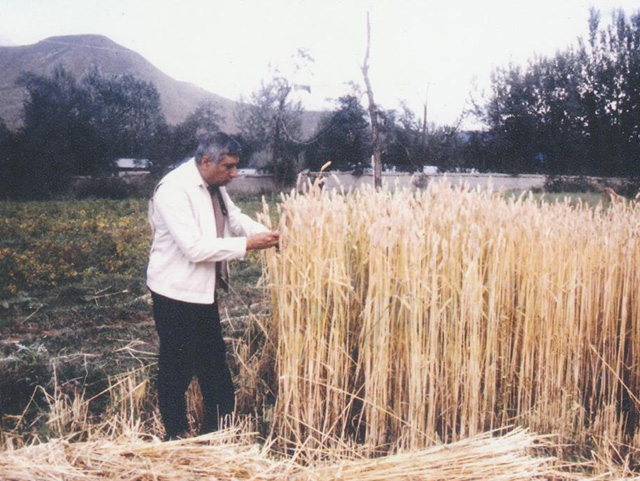 Old, faded photo of a man standing at the edge of a field of tall, slender, golden plants. Mountain in the background.