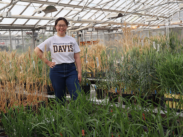 Smiling young woman in greenhouse with trays of tall slender green plants in front of her, with tan-colored plants behind her, and wearing 'Davis' shirt. UC Davis Department of Plant Sciences