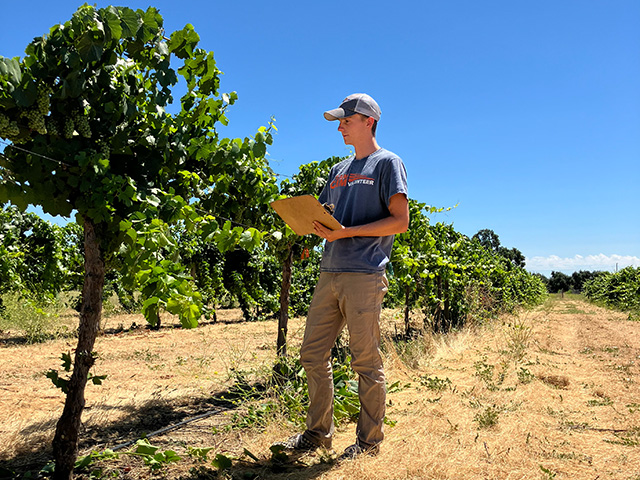 Young man standing by a row of grapevines, blue sky behind him.