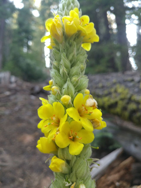 Fuzzy green spike covered in small bright yellow flowers, blurred conifer forest background. UC Davis Department of Plant Sciences