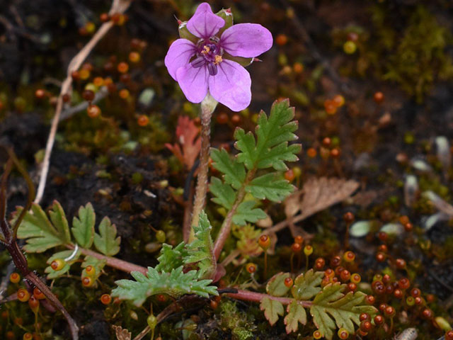 Tiny purple four-petaled wildflower with lobed green leaves on leaf-littered ground. UC Davis Department of Plant Sciences