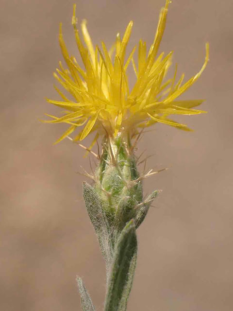Yellow thistle-like wildflower with spiny green bracts on blurred brown background. UC Davis Department of Plant Sciences