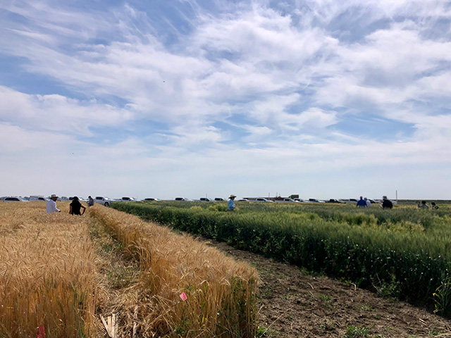 Golden wheat left, green crop right, under a blue cloud-studded sky. At the far edge of the field, quite a few people are standing between the rows and looking at the plants. UC Davis Department of Plant Sciences