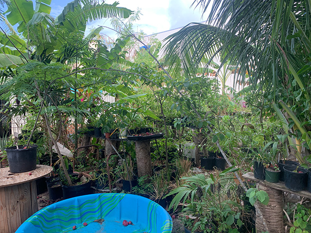 Lush tropical backyard filled with potted plants and a blue plastic kiddie pool. UC Davis Department of Plant Sciences