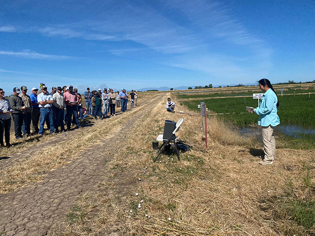 On the right, a woman speaking at the edge of a field of green spikey plants. In front of the speaker, across a dirt road, a large crowd of people stand and listen.