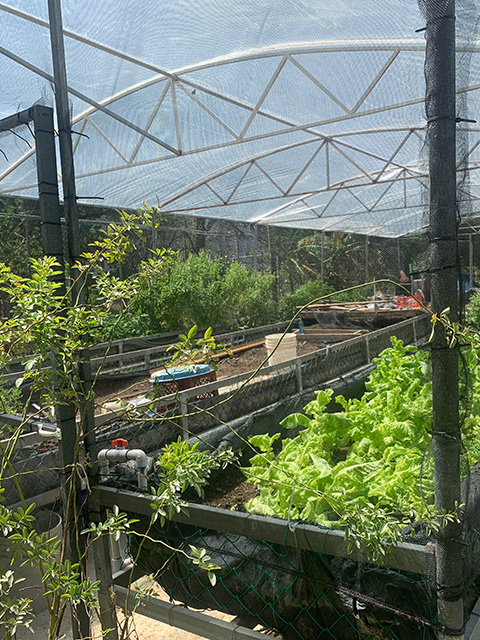 A view inside a netted greenhouse with raised wooden vegetable beds and trellised vines. Young leafy plants are growing. UC Davis Department of Plant Sciences