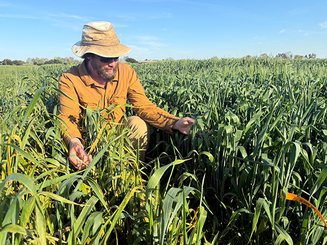 Man in field hat and orange jacket squats down amid tall green plants under blue sky. UC Davis Department of Plant Sciences
