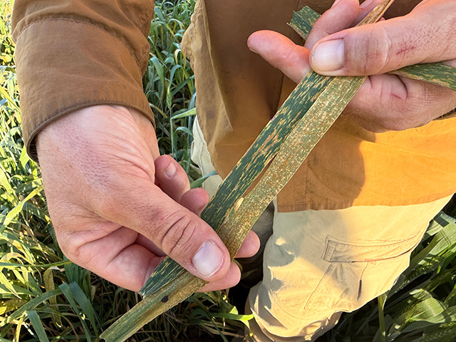 Hands holding two long slender leaves in a green field. One leaf has pale linear striping. The other leaf has it too, but much less, and it's more green. UC Davis Department of Plant Sciences