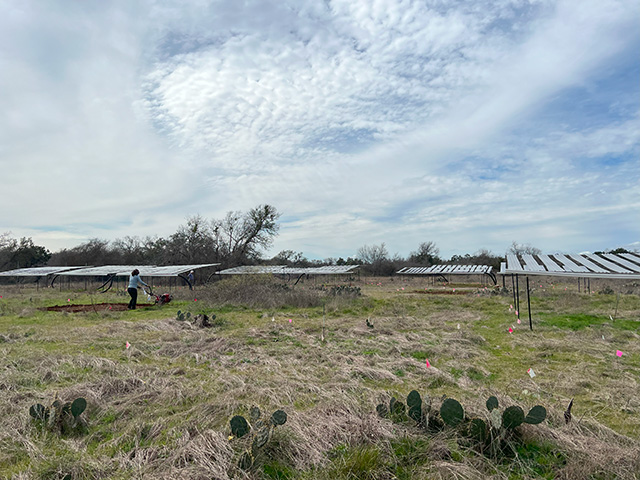 A person working in a grassy field with cacti and solar panels under a cloudy sky.