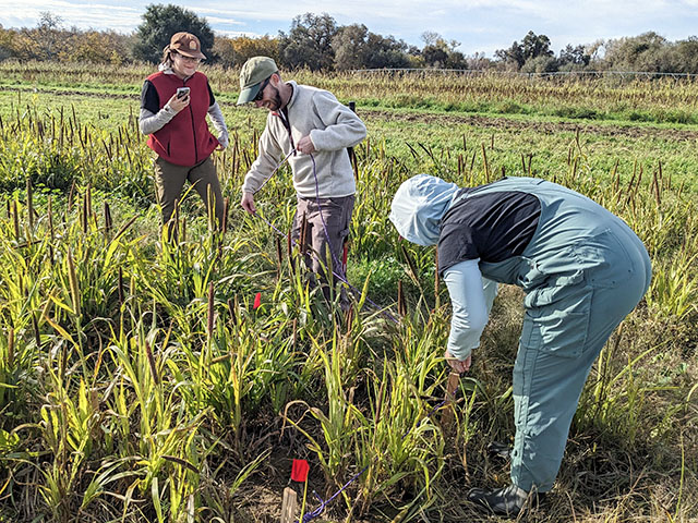 Three people examining "superinvader" weeds in a field, photo