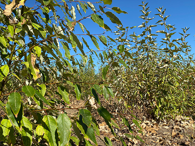 Close-up view of trees with dry and sickly looking leaves.