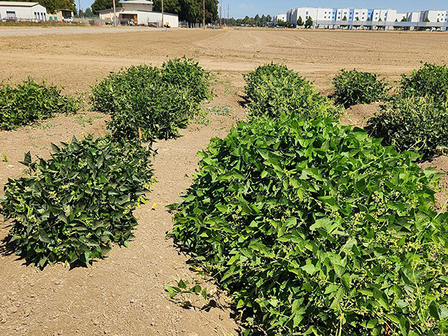 Low, compact, green bushes in a row to the left. Larger, bushier plants to the right.. In a field, with apartment buildings in the far background.
