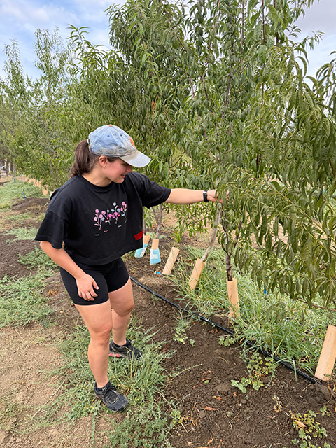 Young woman in cap and black clothes inspecting a sapling in an orchard of young trees. UC Davis Department of Plant Sciences