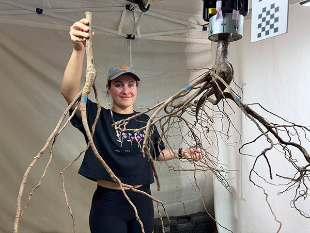 Smiling person in lab tent holding large tangled plant roots suspended from a scale, photo