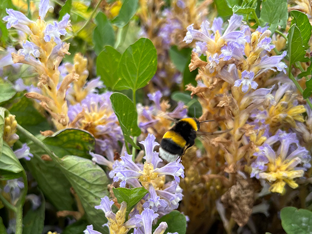 Close-up of plant with tube-shaped, lavender-blue flowers with yellow centers. A yellow-and-black bee perches on one of them.