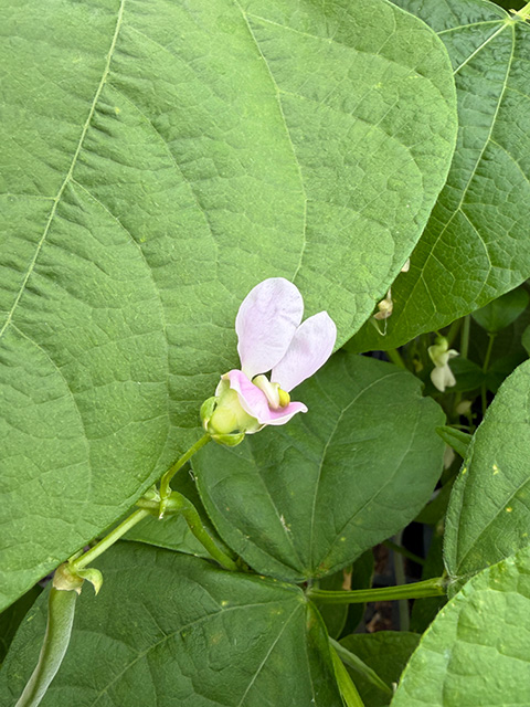 delicate pale pink flower with yellow center against large veined green leaves