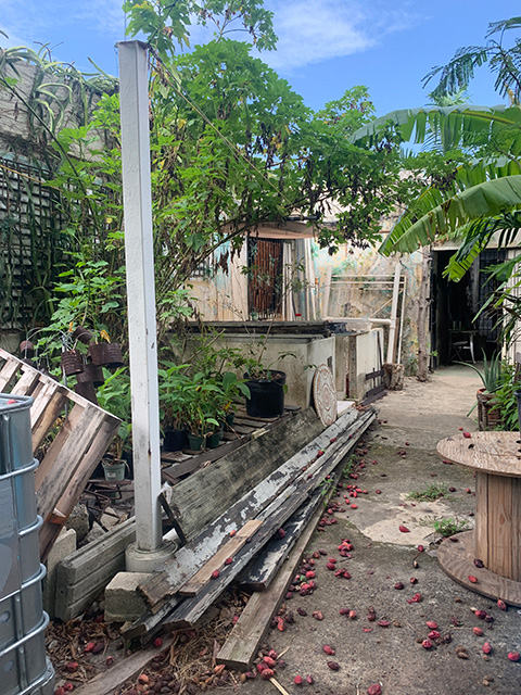 Cluttered backyard with overgrown plants, scattered lumber, and fallen red flowers (photo)