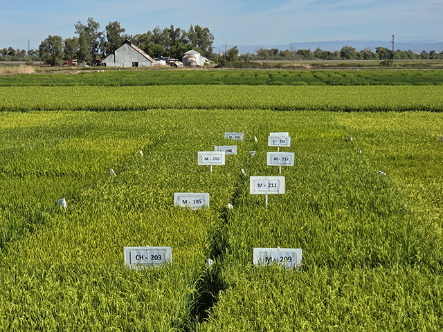Crop test plots with labeled white signs amid lush green field on a flat landscape, with farmhouse and trees beyond. UC Davis Department of Plant Sciences