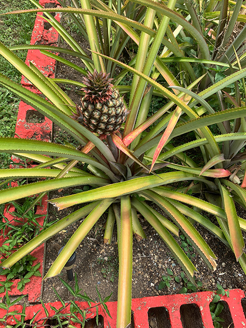 Young pineapple plant with small fruit amid long, stiff, slender green leaves and red garden edging. UC Davis Department of Plant Sciences