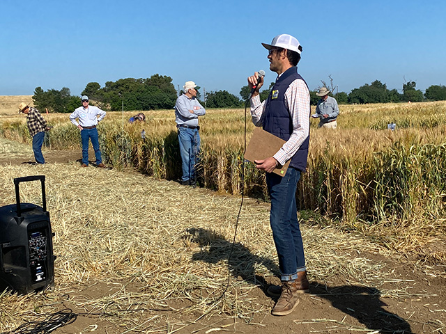 A man talking, standing at the edge of a field of golden grain