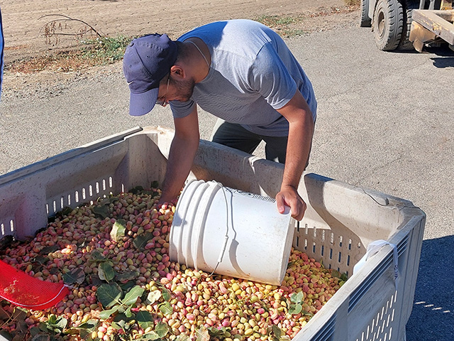 Man in blue field hat in a parking lot. He bends over a large white bin filled with small pink-and-green objects.