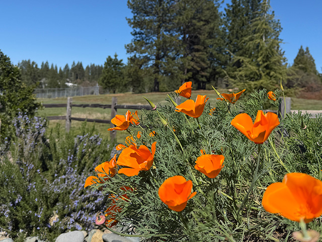 Bright orange poppies bloom under a clear blue sky. Beyond is a field and tall, green pine trees. UC Davis Department of Plant Sciences