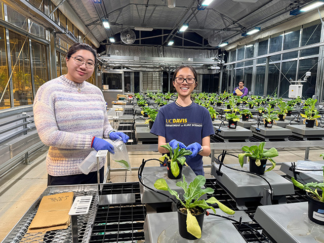 Two smiling young women wearing gloves holding potted seedlings in a greenhouse. UC Davis Department of Plant Sciences