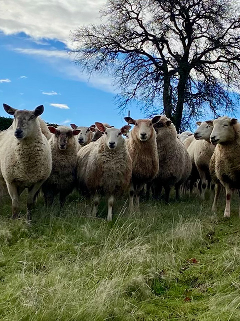 Sheep standing close together by a tree in a field under blue sky with dramatic clouds. They are looking straight at the camera.