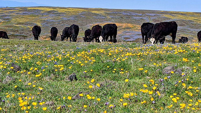 Broad rangeland. Yellow wildflowers in foreground, cattle in mid-range, low hills then blue sky at far horizon.