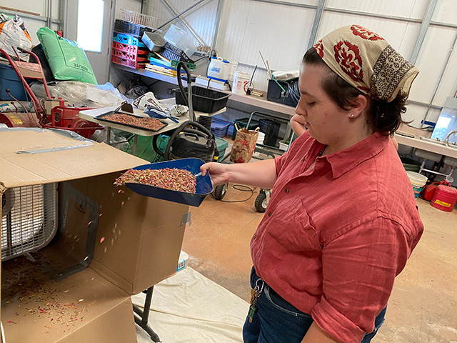 A person in a red shirt pours dry flower petals from a scoop into a box in a rustic workshop. UC Davis Department of Plant Sciences