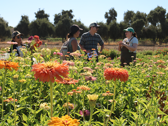 A vibrant flower field with people engaging in conversation among colorful blooms.