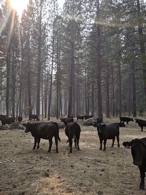 Black cows in a pine forest look up at the camera. Smoky sky above.