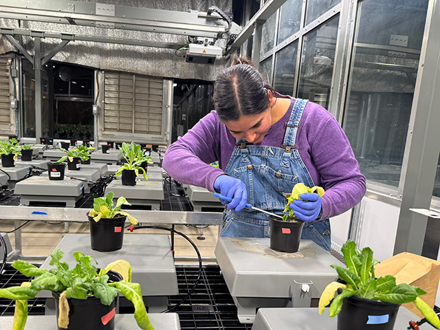 Young woman in greenhouse wearing purple sweater, overalls and gloves handling small plants in a greenhouse. UC Davis  Department of Plant Sciences