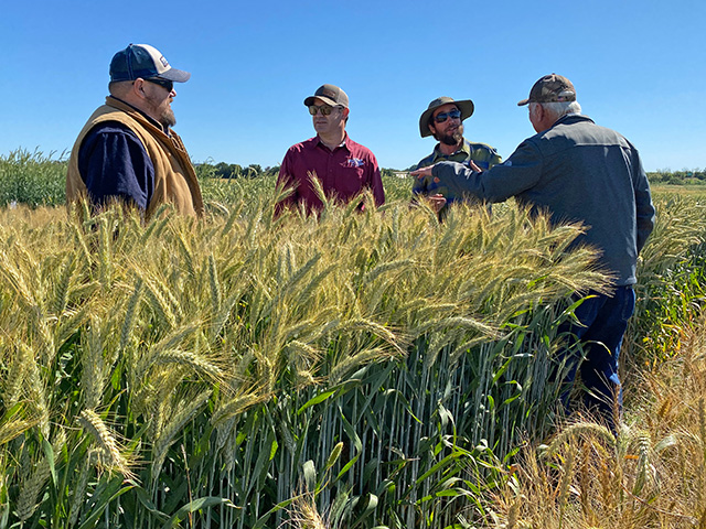 Men standing amid plots of tall, golden grain, talking to each other. Blue sky above.