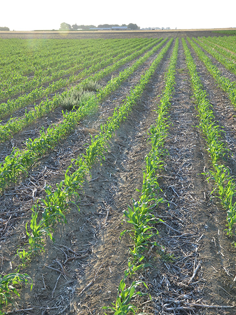 Looking up rows of a short, green crop.