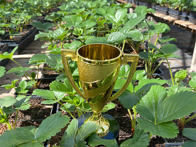 Rows of Small plants with green, roundish leaves growing in small plastic pots in a greenhouse.