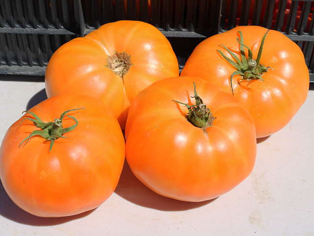Four large orange tomatoes