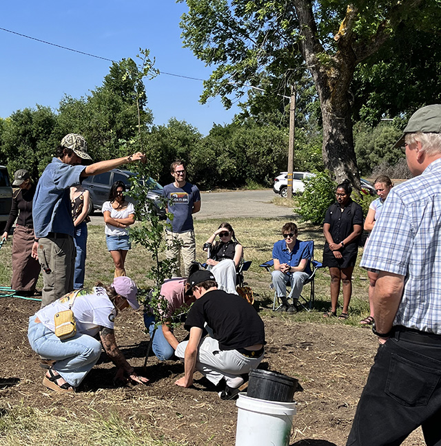 Community group gathered outdoors, volunteers planting a small tree on a sunny day. UC Davis Department of Plant Sciences