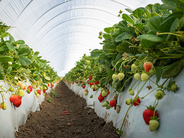 Inside a white-curved-roof greenhouse, we look between two rows of bushy green plants with red berries hanging down from long stems