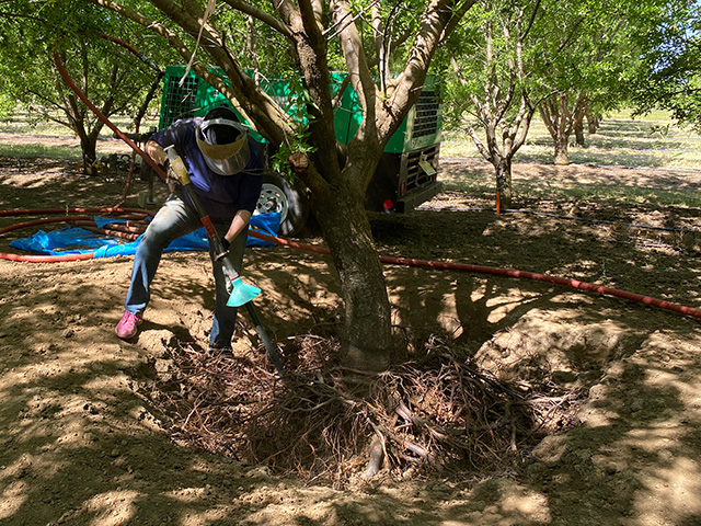 Woman wearing face shield hunching down by exposed tree roots in a sun-dappled orchard. She holds a long, thin device in her hands, pointing it toward the exposed roots, which are in a bowl-like space where the soil has been removed, while the tree trunk rises up. UC Davis Department of Plant Sciences
