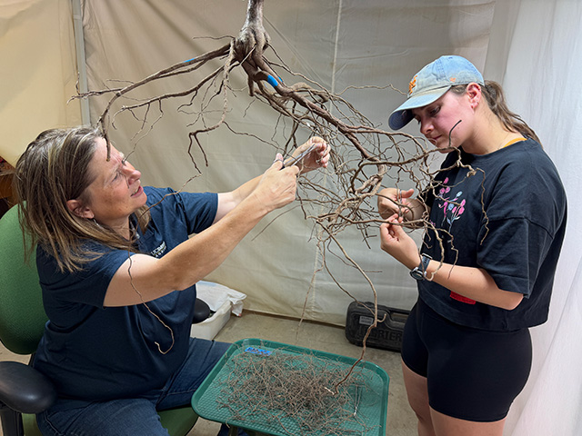 Two women in a white, tent-like space with a tangled tree rootball hanging from a hitch up above. They have small scissors in their hands and are carefully trimming away fine roots. UC Davis Department of Plant Sciences